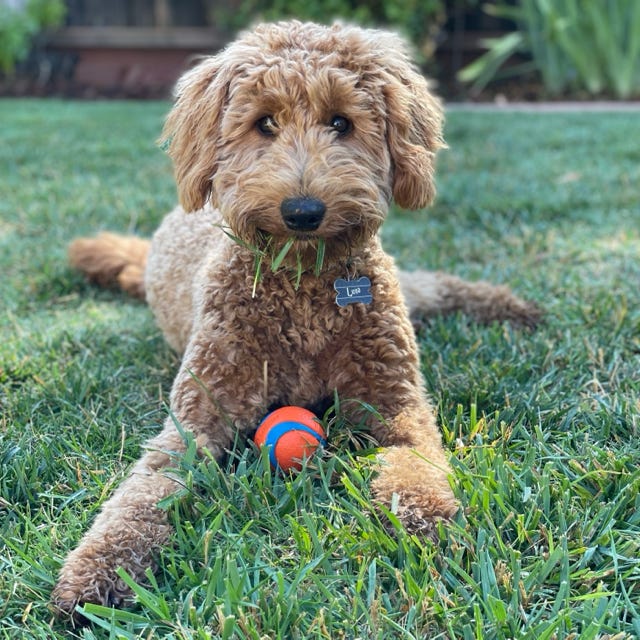 Luna goldendoodle
